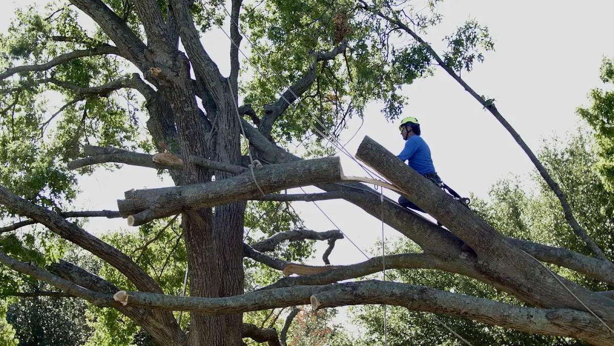 Professional Hazardous Tree Removal performed by certified arborists in Malaga